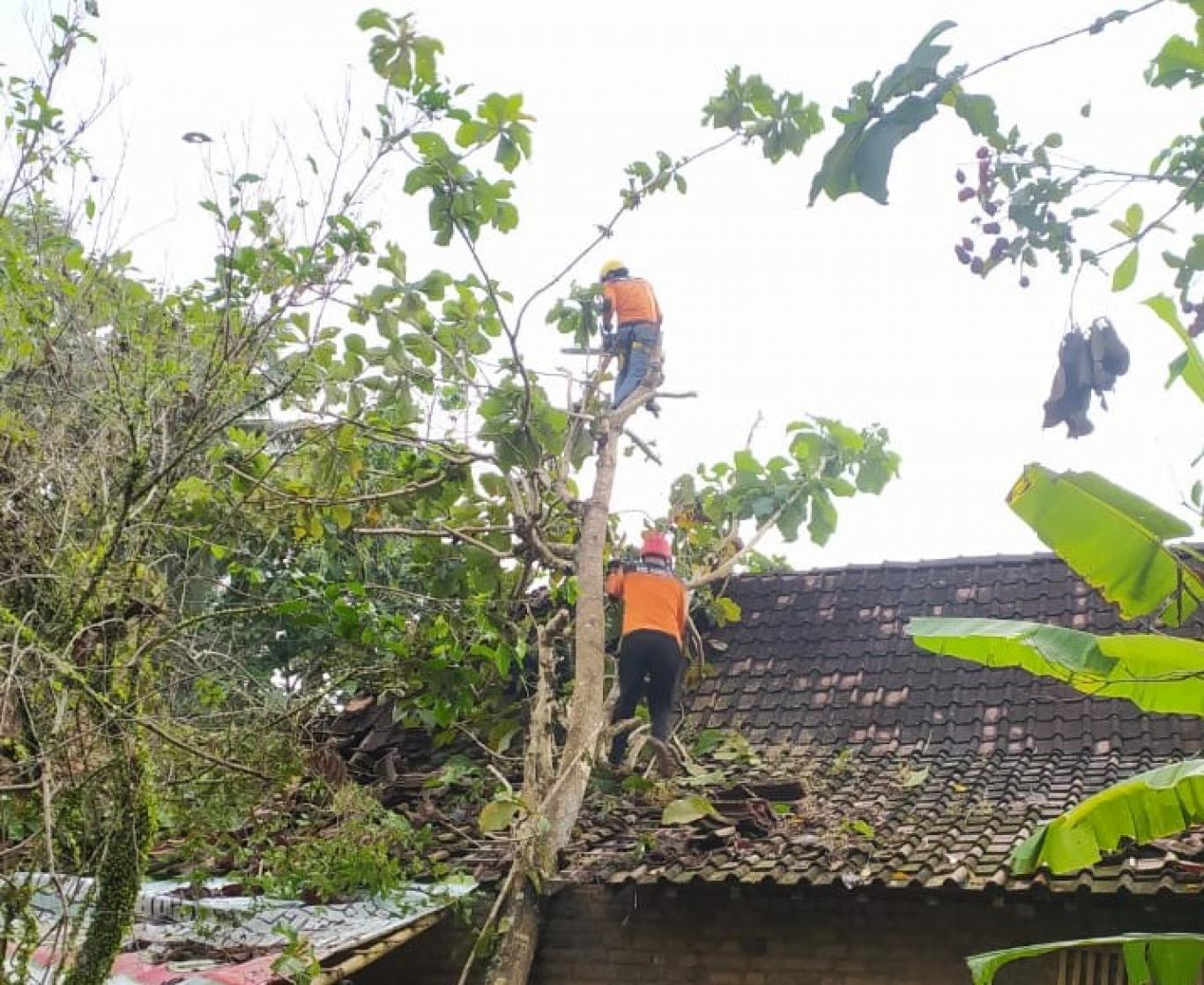 Arum Samapta Melakukan Evakuasi Pohon Tumbang
